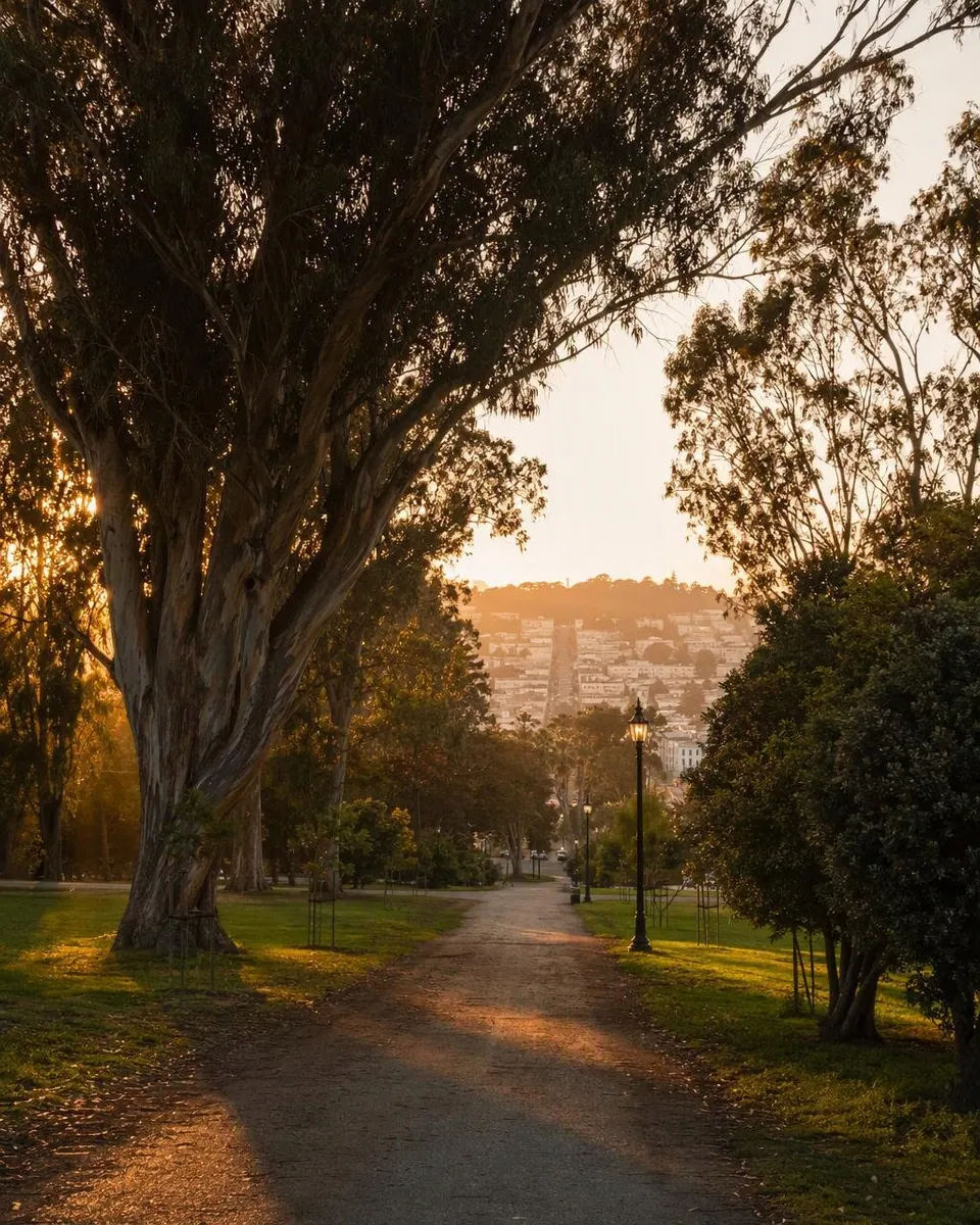 Golden evening light slants across a gravel path in the Panhandle, with eucalyptus trees, a lamppost and San Francisco homes on a distant hill.